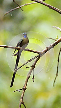 Violet-tailed sylph hummingbird