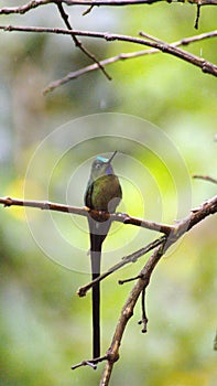 Violet-tailed sylph hummingbird