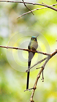 Violet-tailed sylph hummingbird