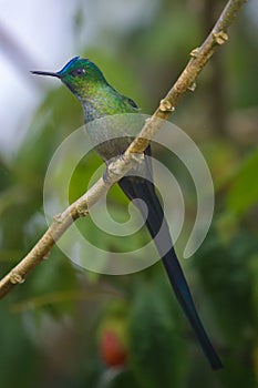 Violet-tailed Sylph hummingbird in the Ecuadorian Amazon, South America