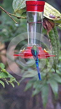 Violet-tailed Sylph on a hummingbird feeder