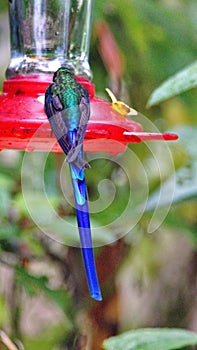 Violet-tailed Sylph on a hummingbird feeder