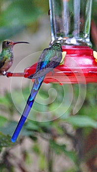 Violet-tailed Sylph on a hummingbird feeder