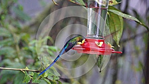 Violet-tailed sylph hummingbird on a hummingbird feeder