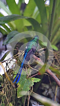 Violet-tailed sylph hummingbird on a twig