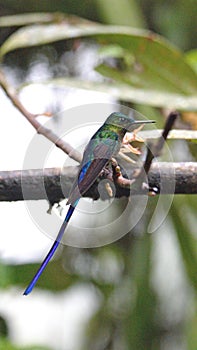 Violet-tailed sylph hummingbird on a twig