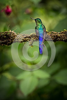 Violet-tailed sylph sitting on branch, hummingbird from tropical forest,Colombia,bird perching,tiny beautiful bird resting on flo