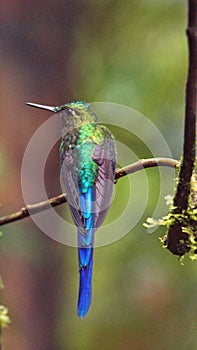 Violet-tailed Sylph on a twig