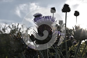 Violet thistle flower (Cynara cardunculus) in grayscale with color in bloom.