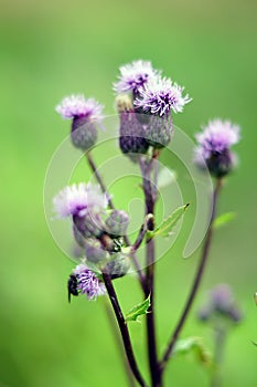 Violet thistle flower details. Plants background, pattern or texture.