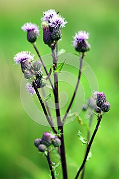 Violet thistle flower details. Plants background, pattern or texture.