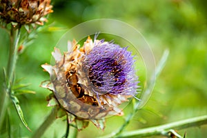 Violet thistle flower with green blurred background