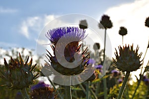 Violet thistle flowers (Cynara cardunculus) with sun in the background at sunset.