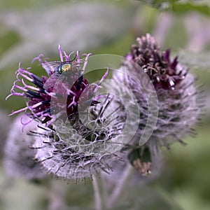 Violet thistle with a fly and sharp prickles
