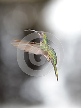 Violet throated hummingbird hovering, savegre, costa rica