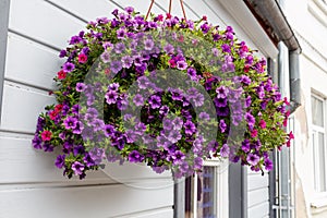 A violet tiny flower basket hanging over the white wall of the b