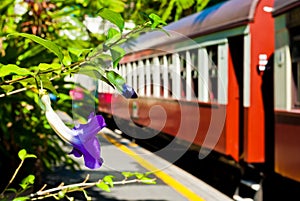 A violet in a train station