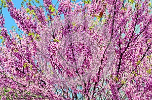 Violet tree flowers of Cercis siliquastrum, Judas tree outdoor photo