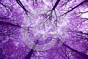 Violet Treetops