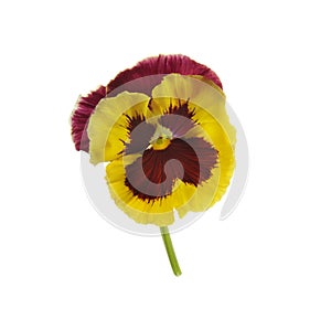 Violet tricolor flover on white background photo