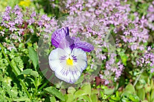 Violet tricolor lat. Viola tricolor, or pansies on the background of flowering thyme Lat. Thymus serpyllum