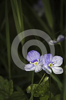 Violet tricolor Violaceae