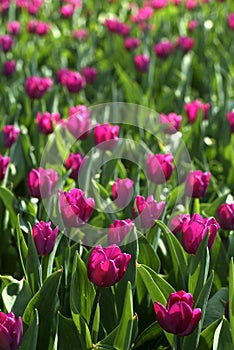 Fialový tulipán 