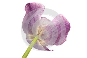Violet tulip flower