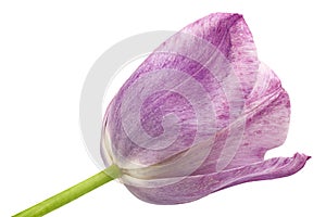Violet tulip flower
