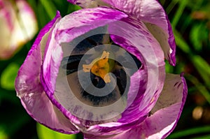 Violet tulip flower topdown