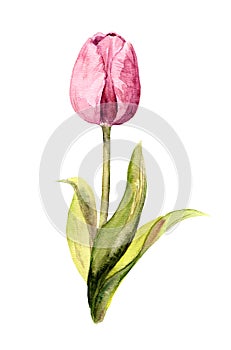Violet tulip flower - watercolor botanical illustration