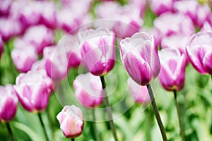 Violet tulip flowers on field