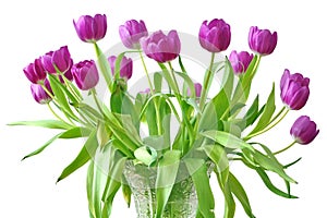 Violet tulips