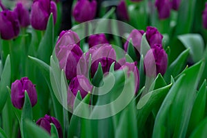 Violet tulips in the field. Spring blurred background, postcard. Mother`s Day, Women`s Day, holiday. Soft selective focus, defoc