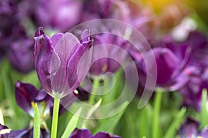 Violet tulips flower blooming blossom with sunshine morning in the botanic garden