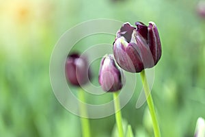 Violet tulips flower blooming blossom with sunshine morning in the botanic garden