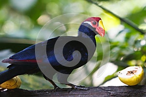 Violet Turaco