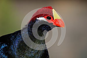 Violet turaco