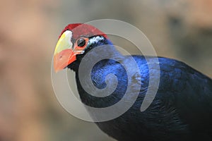 Violet turaco