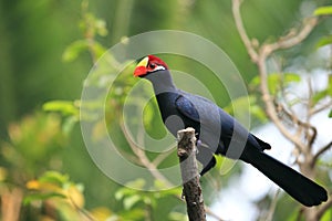 Violet turaco