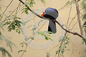 Violet turaco