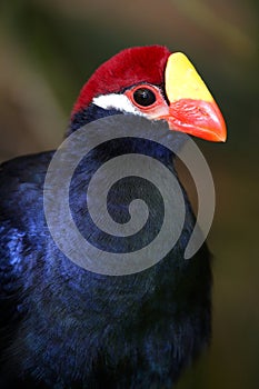 Violet Turaco Bird