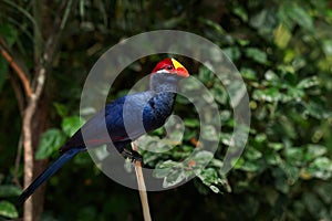 Violet Turaco bird