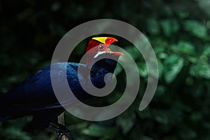 Violet Turaco bird