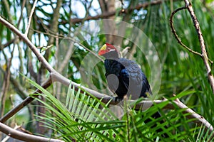 Violet Turaco bird