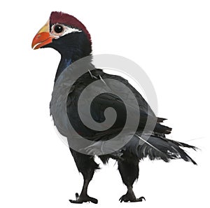 Violet Turaco, Musophaga violacea