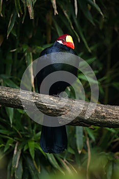 Violet turaco Musophaga violacea