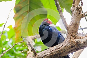 Violet Turaco perched on a tree branch