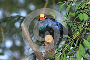 Violet turaco