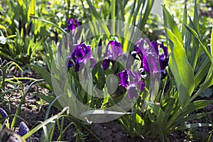 Violet undersized irises blossom in the garden against the background of other flowers